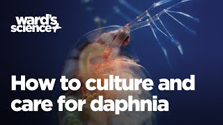 Caring and Culturing for Daphnia [upl. by Ettenahc]