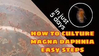 How to Culture Magna Daphnia Easily [upl. by Noicpesnoc144]