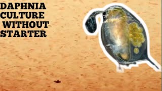 HOW TO CULTURE DAPHNIA NATURALLY WITHOUT A STARTER [upl. by Brenan176]