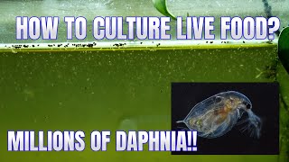 How to Culture Daphnia Secret Method to Breed MILLIONS  Simply Aquatic [upl. by Rednasxela]