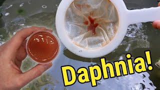 How I Culture Daphnia In Outdoor Tubs [upl. by Tiffanie]