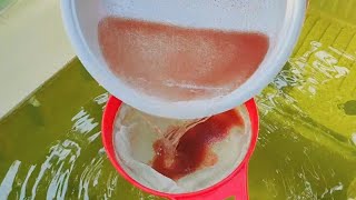 How to culture daphnia  Daphnia culture  How to grow daphnia outdoor [upl. by Fellner853]