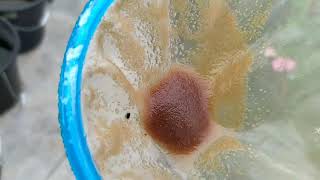 How to culture daphnia moina in a small container Part 1 English Subtitle [upl. by Liemaj]