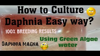 Daphnia MagnaHow to Culture Daphnia Easy wayCulturing Daphnia using Green water Daphnia [upl. by Ruhl]