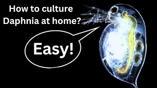 BEST Live Fish Food Beginner guide How to Culture Daphnia at home [upl. by Maxine]