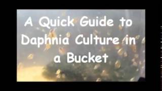 How to culture daphnia outside [upl. by Adena268]