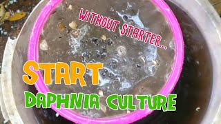 How to culture daphnia moina the easy way 1  Starting the Daphnia culture [upl. by Ayal]