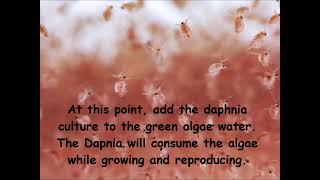 Daphnia  How to grow daphnia in your home [upl. by Nevi210]