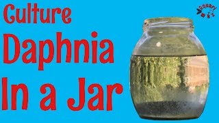 How to Culture Daphnia in a Jar [upl. by Leiand]