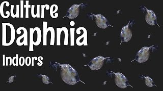 How to Culture Daphnia [upl. by Aronid]