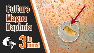 How to culture DAPHNIA MAGNA  The easy way [upl. by Adrial393]