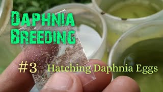 Daphnia Culture made simple and easy 3  Hatching Daphnia eggs [upl. by Joshia]