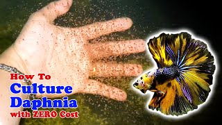 How to Culture Daphnia with ZERO Cost  Unlimited Live Food For Our Fish [upl. by Misa87]