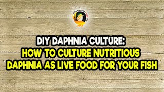 DIY Daphnia Culture How to Culture Nutritious Daphnia as Live Food for Your Fish [upl. by Marquardt]