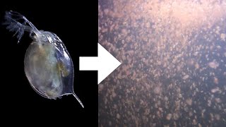 How I Culture Daphnia [upl. by Goulette353]