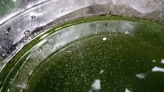 DAPHNIA MOINA CULTURE IN A SMALL BUCKET [upl. by Nancey269]