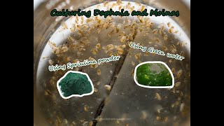 How To Culture Daphnia and Moinas using Green Water Spirulina powder [upl. by Maighdlin371]