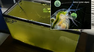 Raising Daphnia for the Freshwater Aquarium [upl. by Burke]