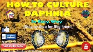 HOW TO CULTURE DAPHNIA In Easy Way [upl. by Catarina]